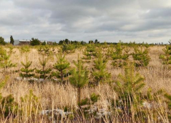 Администрация Борисоглебска обратилась к гражданам, проживающим возле лесополосы