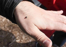 В Воронежской области за месяц клещи укусили 107 человек