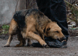 Семь уголовных дел было возбуждено в Воронежской области за жестокое обращение с животными