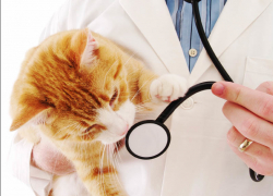 «Приходи к нему лечиться и корова, и волчица…». 31 августа – день ветеринара. С праздником, Борисоглебские «айболиты»!