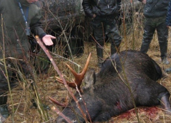 В Воронежской области за первые две недели нового года выявлено 56 нарушений правил охоты