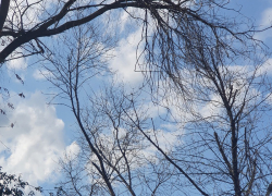 На аварийные деревья в городском саду Новохоперска обратил внимание местный житель  