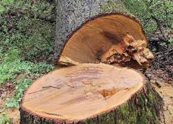 Житель Поворинского района заплатит 806 тыс. рублей за незаконно спиленные деревья