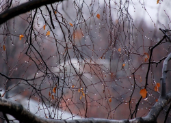Снег отменяется. Синоптики пообещали на предстоящей неделе дожди в Борисоглебске