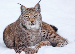 В Воронежской области, после многолетнего отсутствия, вновь появилась рысь