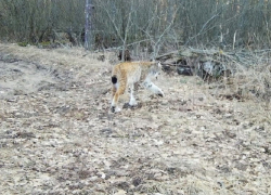 Фотоловушка зафиксировала рысь в Хопёрском заповеднике