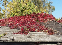 Синоптики рассказали, сколько продлится бабье лето в Воронежской области