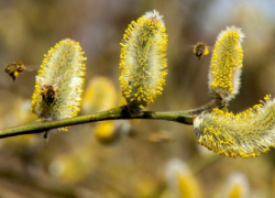 Аллергиков предупредили о начале сезона цветения ольхи и лещины в Воронежской области