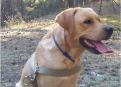 Похищенного в Борисоглебске лабрадора нашла полиция