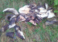 Народный репортер  Борисоглебска: кучу мертвой рыбы обнаружил  читатель "Блокнота"