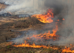 В восьми районах Воронежской области зафиксировали первые ландшафтные пожары