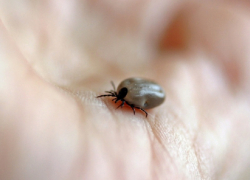 Роспотребнадзор дал прогноз по активности клещей весной в Воронежской области