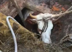 Спасение коровы из затопленного погреба в Калаче сняли на видео