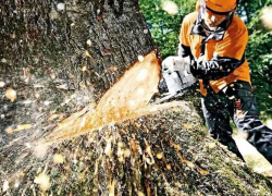 Более 2,5 тыс. аварийных деревьев вырубят в лесах Воронежской области