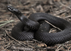 Борисоглебцам на заметку: что делать если вас укусила змея?