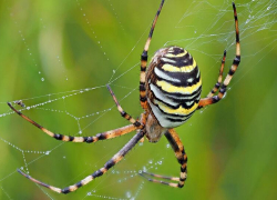 В Воронежской области появились пауки-осы