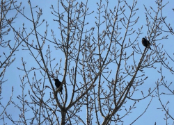В Хопёрский заповедник прилетели скворцы