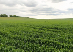 Чем живет крестьянско-фермерское хозяйство Кириллова в Терновском районе