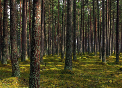 В Воронежской области продлят запрет на посещение лесов 