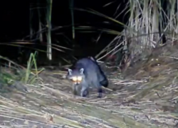 Енот-полоскун впервые обнаружен в Хоперском заповеднике