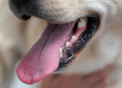 В 2025 году в Воронежской области бешенством заразились 33 животных