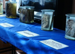 В Борисоглебске открылась шокирующая анатомическая выставка 