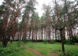 В лесополосе под Борисоглебском нашли мертвого мужчину