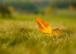 В этом году жителей Воронежской области ожидает два бабьих лета