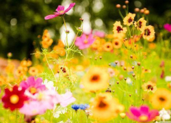 Борисоглебцы, не проспите лето!