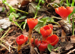 Потрясающие фото весенней природы опубликовали сотрудники Хоперского заповедника