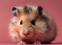 Бешеную белку и бешеного хомяка обнаружили в Воронежской области