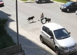 Уличные собаки набросились на ребенка в Воронеже