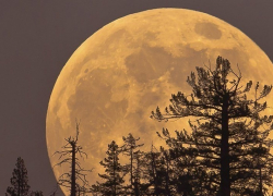 Борисоглебцы сегодня ночью смогут наблюдать суперлуние