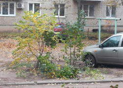 Почему Борисоглебский ТСЖ «Юго-Восточный -1» не любит зелёные насаждения