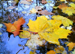 Первая половина рабочей недели в Борисоглебске будет дождливой