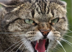 Бешеных животных в Воронежской области стало почти в три раза больше