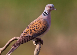 Хоперский заповедник подвел итоги конкурса рисунков «Обыкновенная горлица»