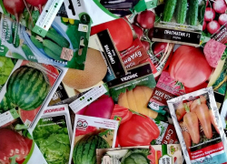 В Воронежской области взяли на контроль оборот семян с ГМО