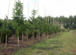 В 2023 году в Воронежской области посадили более 8 млн деревьев