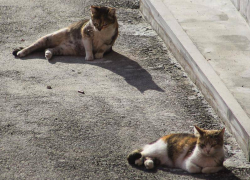 Штормовое предупреждение из-за аномальной жары, гроз и града объявлено в Воронежской области
