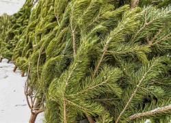 Торговля  новогодними деревьями началась в Борисоглебске