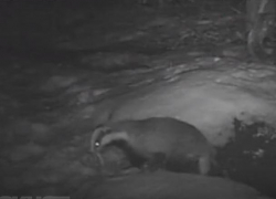 Тайную жизнь барсуков в Хоперском заповеднике сняли на видео