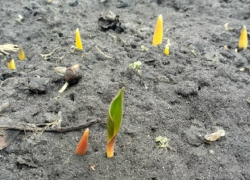 К концу рабочей недели в Борисоглебске станет немного теплее