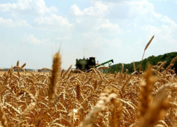 В Воронежской области собрали первый миллион тонн зерна 