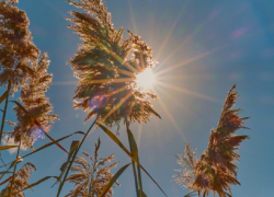 Жаркое и сухое лето в Воронежской области обещают синоптики