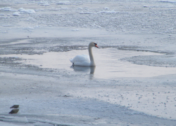 В поселке Новохоперский местные жители спасли раненого лебедя