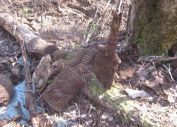 На  Смоленщине обнаружены останки бойца Красной Армии из Воронежской области