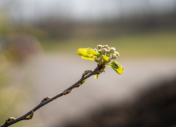 Какой будет погода в конце марта и начале апреля в Воронежской области рассказали синоптики