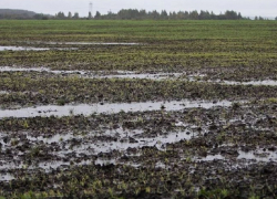 Урожай под угрозой: в 22-х районах Воронежской области введен режим ЧС