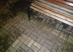 Внимание: «грызуны» атакуют! В Борисоглебске дан старт акции «Перезагрузка»